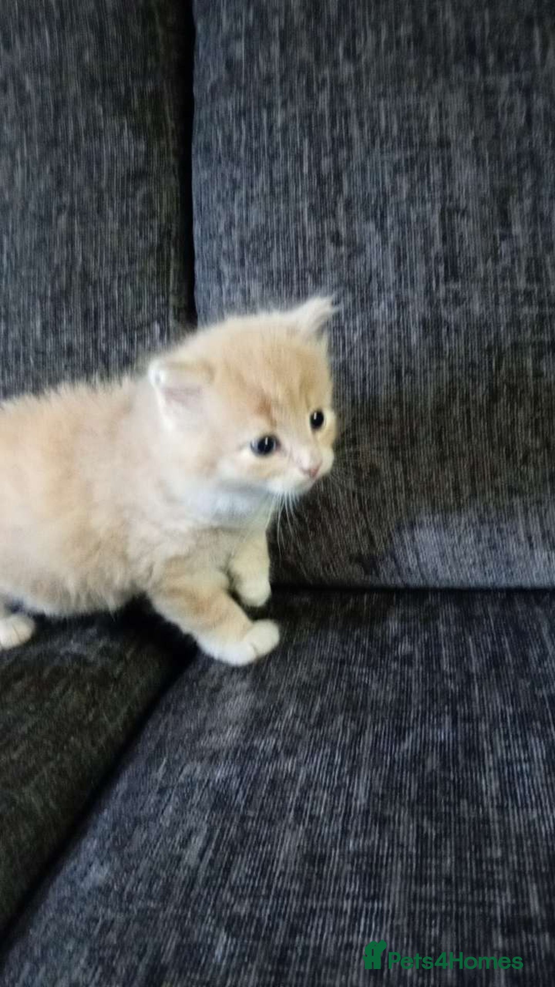 Mixed Breed cats for sale: CREAM male & Tabby female.  - Image 8