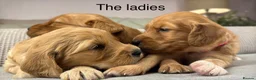 Goldendoodle dogs for sale: HEREDITARY HEALTH TESTED MUM. DNA TESTED DAD - Advert 18