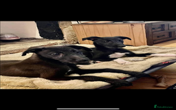 Lurcher dogs for stud: Whippet grey x beddy whippet grey - Image 11