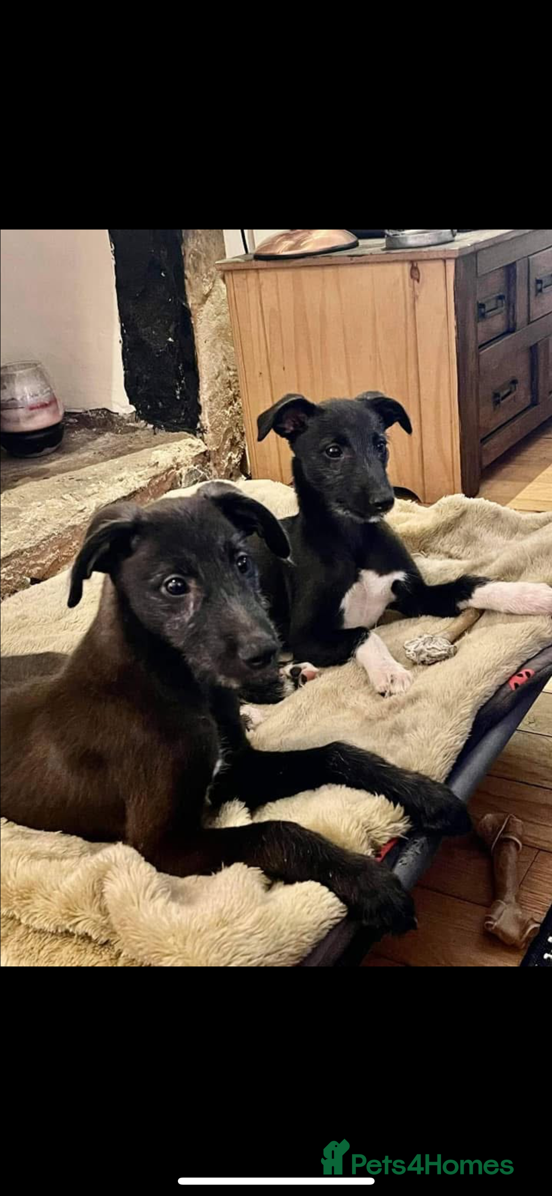 Lurcher dogs for stud: Whippet grey x beddy whippet grey - Image 11