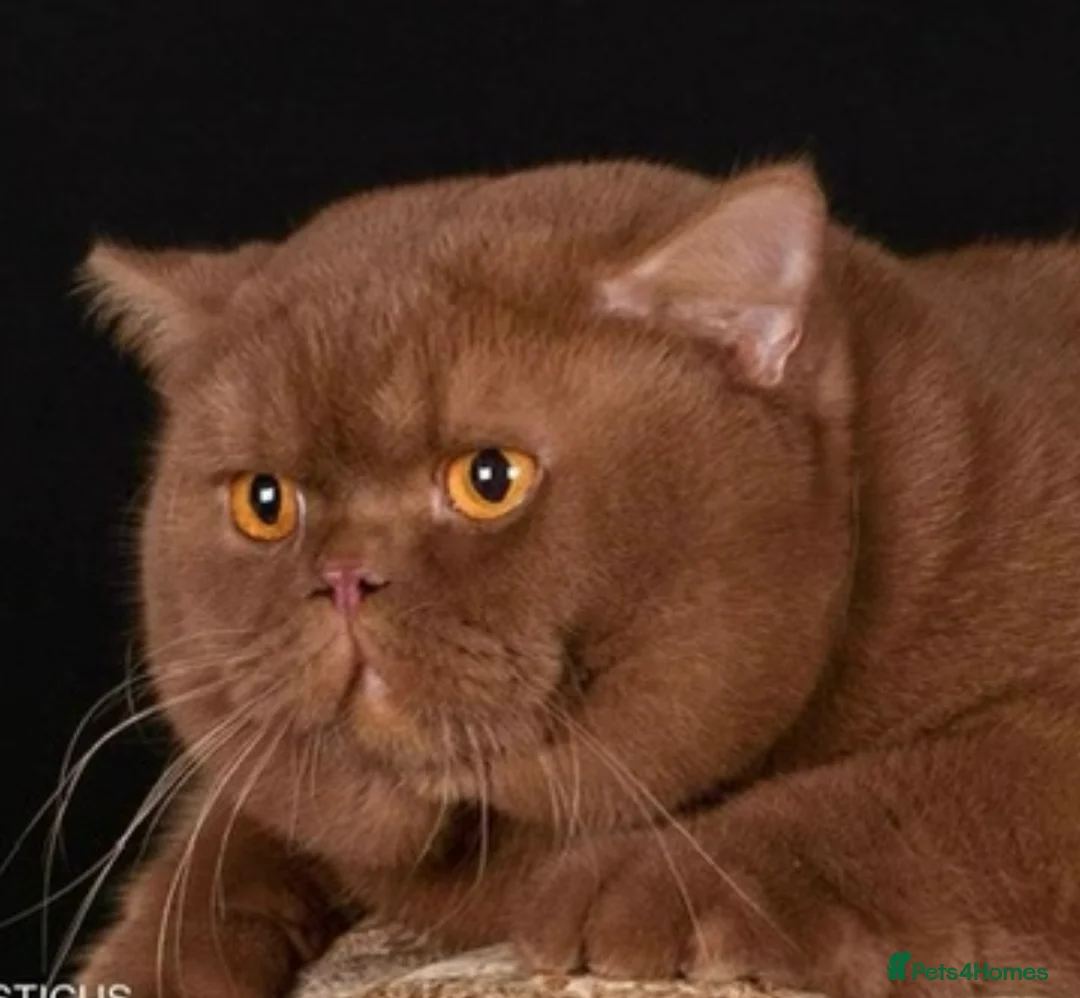 British Shorthair cats for sale: GCCF active Cinnamon Male - Advert 2