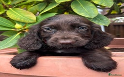 Cocker Spaniel dogs for sale: Working cocker spaniels  - Image 14