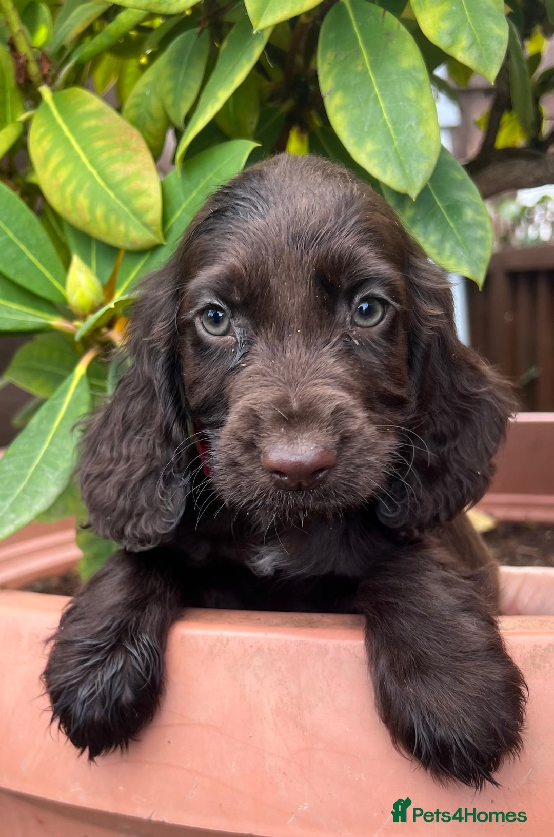 Cocker Spaniel dogs for sale: Working cocker spaniels  - Image 14