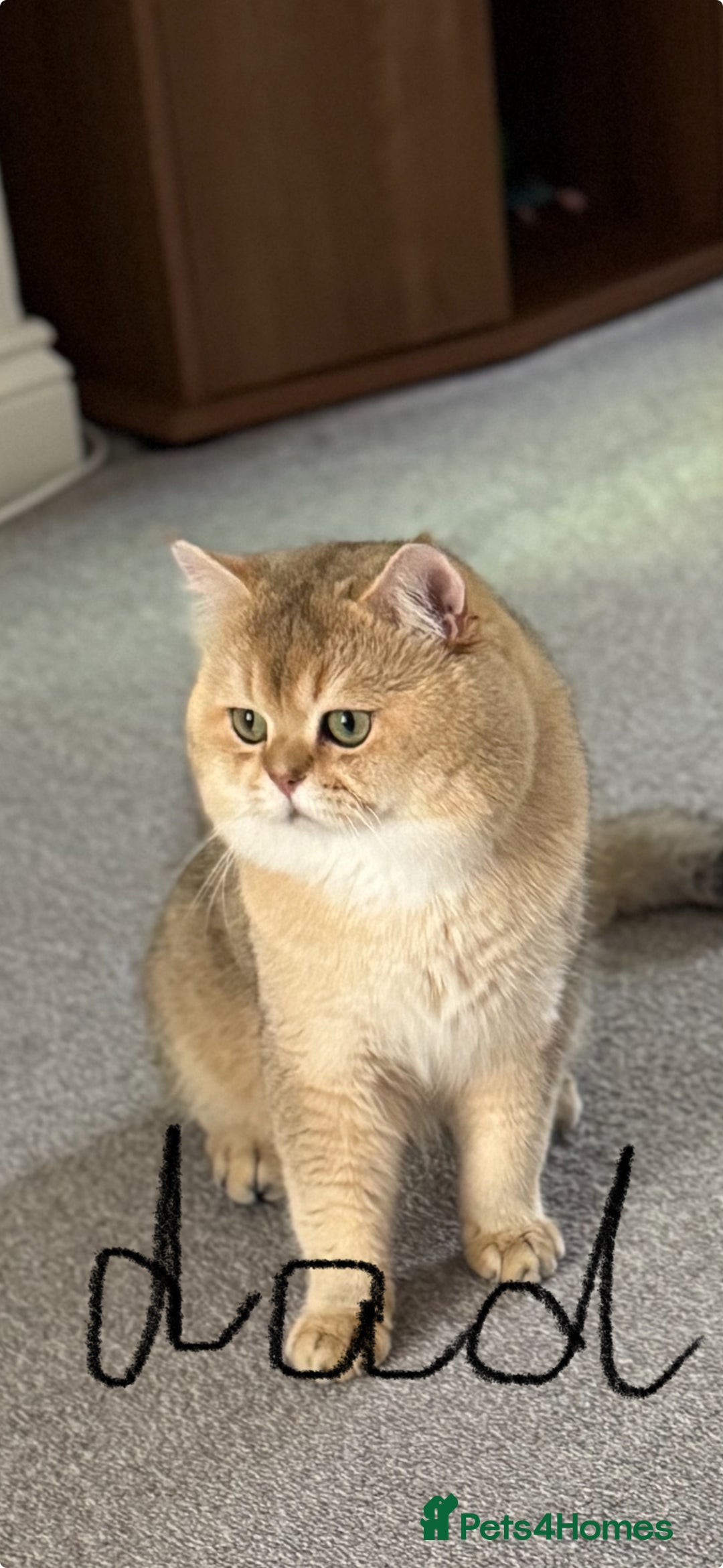 Scottish Fold cats for sale: Scottish purebred Fold and Straight kittens - Advert 11