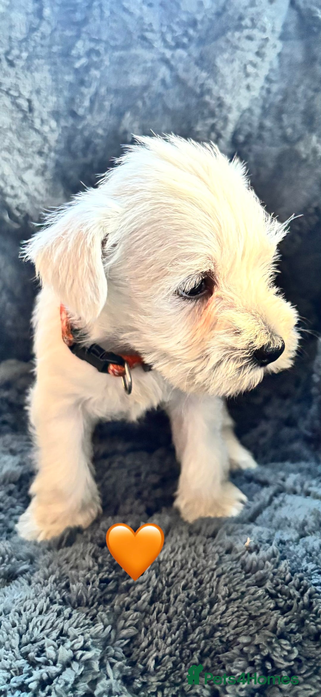 Miniature Schnauzer dogs for sale: Miniature Schnauzer Pups (White & Salt’n’Pepper) - Image 13