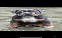 Olde English Bulldogge dogs for stud: 💥olde English bulldog stud💥 - Image 17