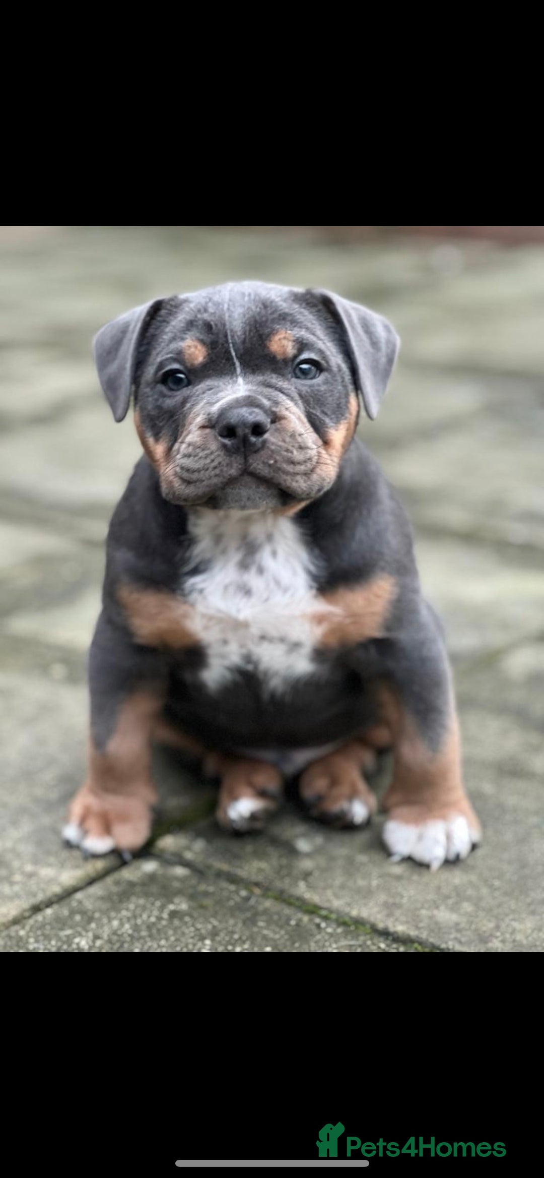 Olde English Bulldogge dogs for stud: 💥olde English bulldog stud💥 - Image 17