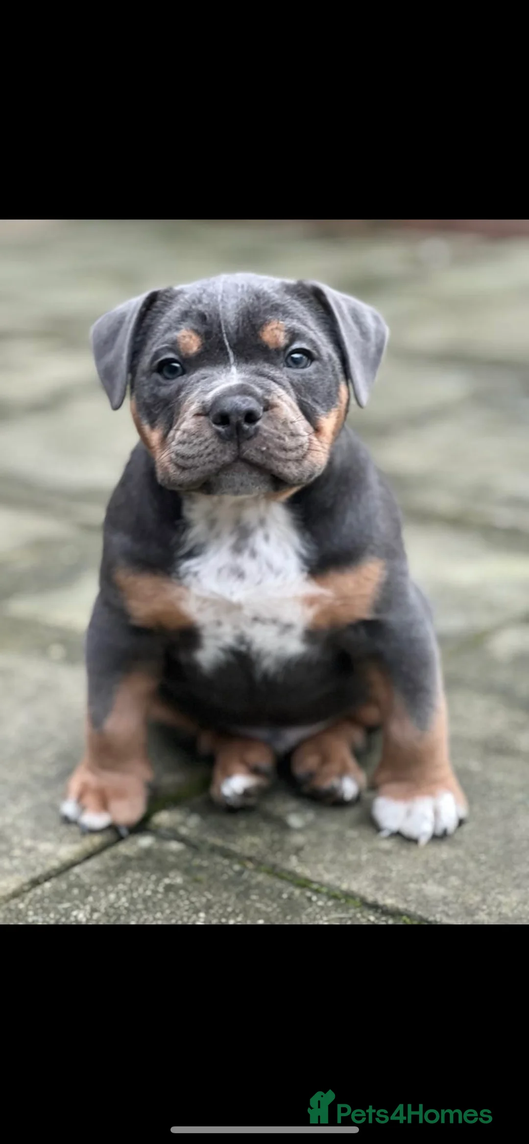 Olde English Bulldogge dogs for stud: 💥olde English bulldog stud💥 - Advert 17