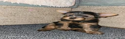 Yorkshire Terrier dogs for sale: Beautiful Yorkshire Terrier Puppy –Lola 🐾💗 - Advert 11