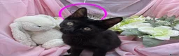 Egyptian Mau cats for sale: TICA Registered Smoke Egyptian Mau last 2 females  - Advert 21