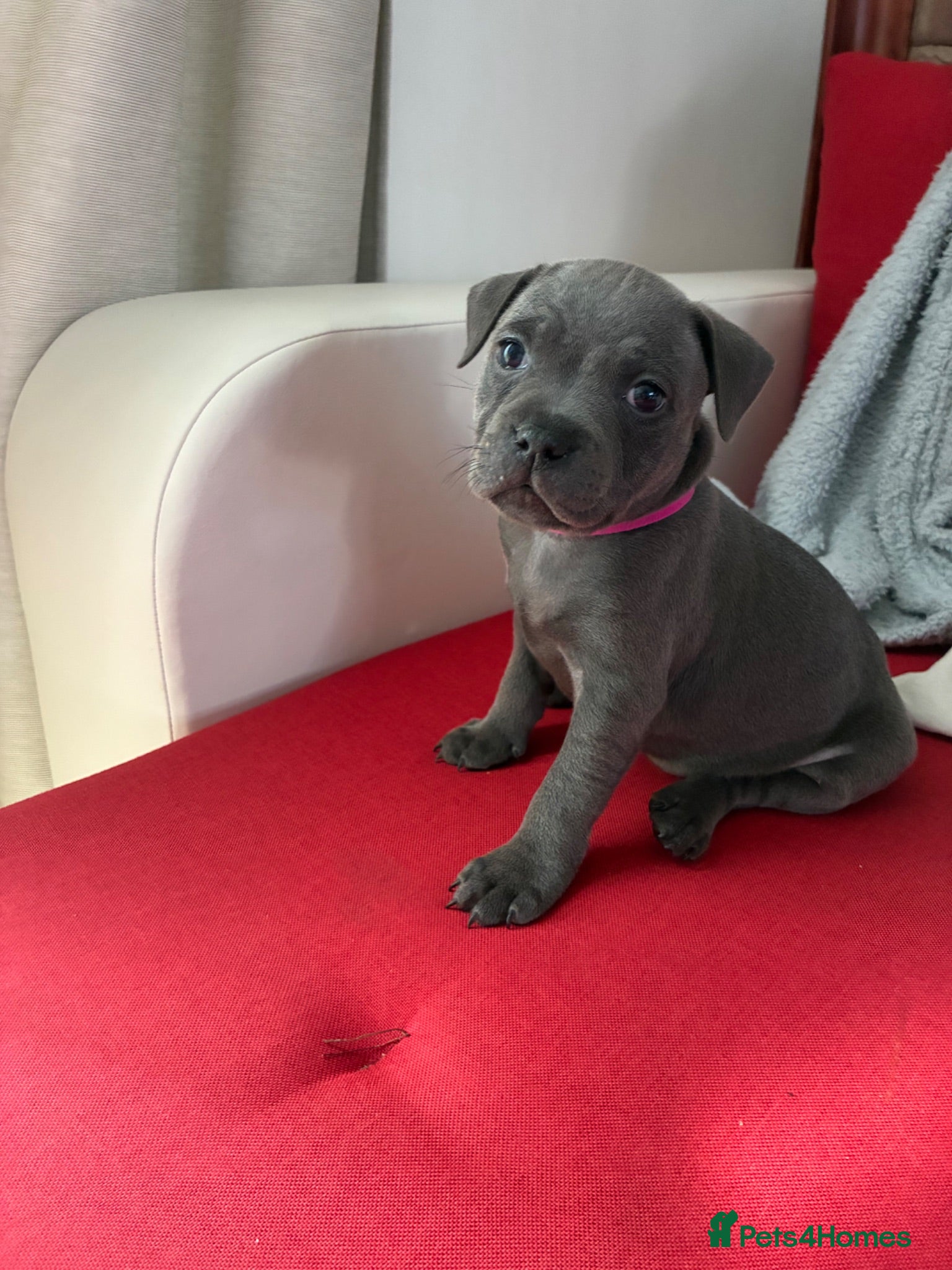 Staffordshire Bull Terrier dogs 💙KC Registered Blue Staffie Puppies💙 - Advert 2