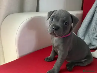 Staffordshire Bull Terrier dogs 💙KC Registered Blue Staffie Puppies💙 - Advert 2
