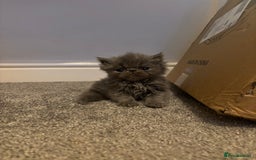 Persian cats for sale: Stunning Persian babies  - Image 4