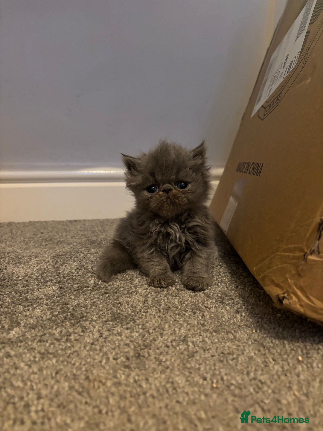 Persian cats for sale: Stunning Persian babies  - Image 4