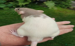 Rat rodents for sale: Agouti , cinnamon, blue and hooded Dumbo rats  - Image 7