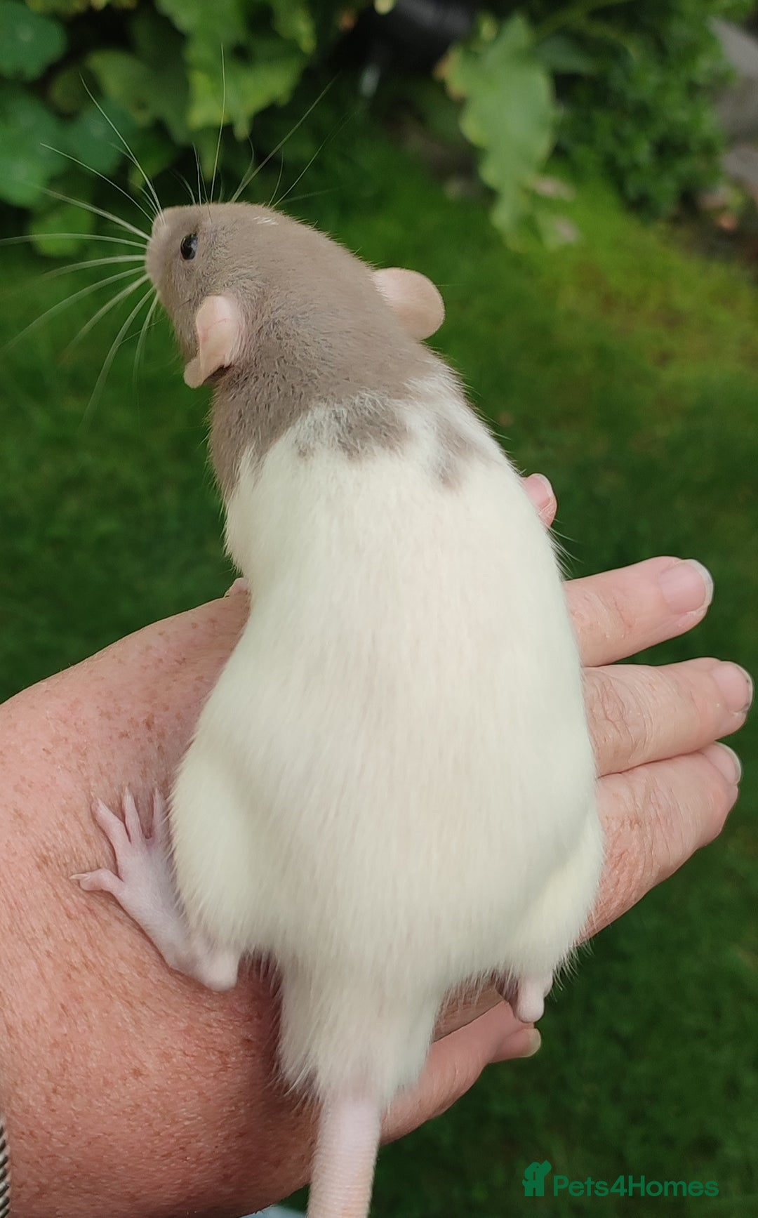 Rat rodents for sale: Agouti , cinnamon, blue and hooded Dumbo rats  - Image 7