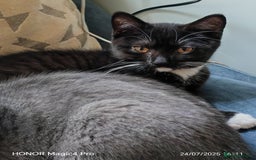 British Shorthair cats for sale: Beautiful British short-hair cross - Image 4
