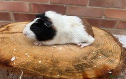 Guinea Pig rodents for sale: Free Male Guinea pigs  - Image 3