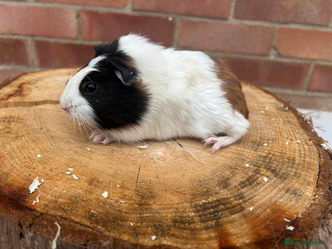 Guinea Pig rodents for sale: Free Male Guinea pigs  - Image 3