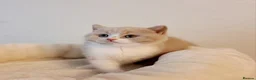 British Shorthair cats for sale: Beautiful British Shorthair Males & Females - Advert 25