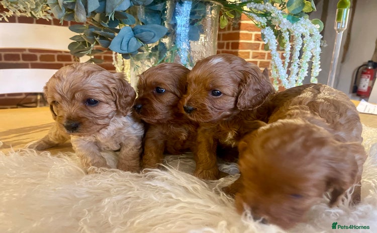 Cavapoo dogs - Advert 14