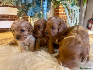 Cavapoo dogs - Advert 1