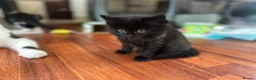 Mixed Breed cats for sale: 8 beautiful fluffy kittens 😻 - Advert 16