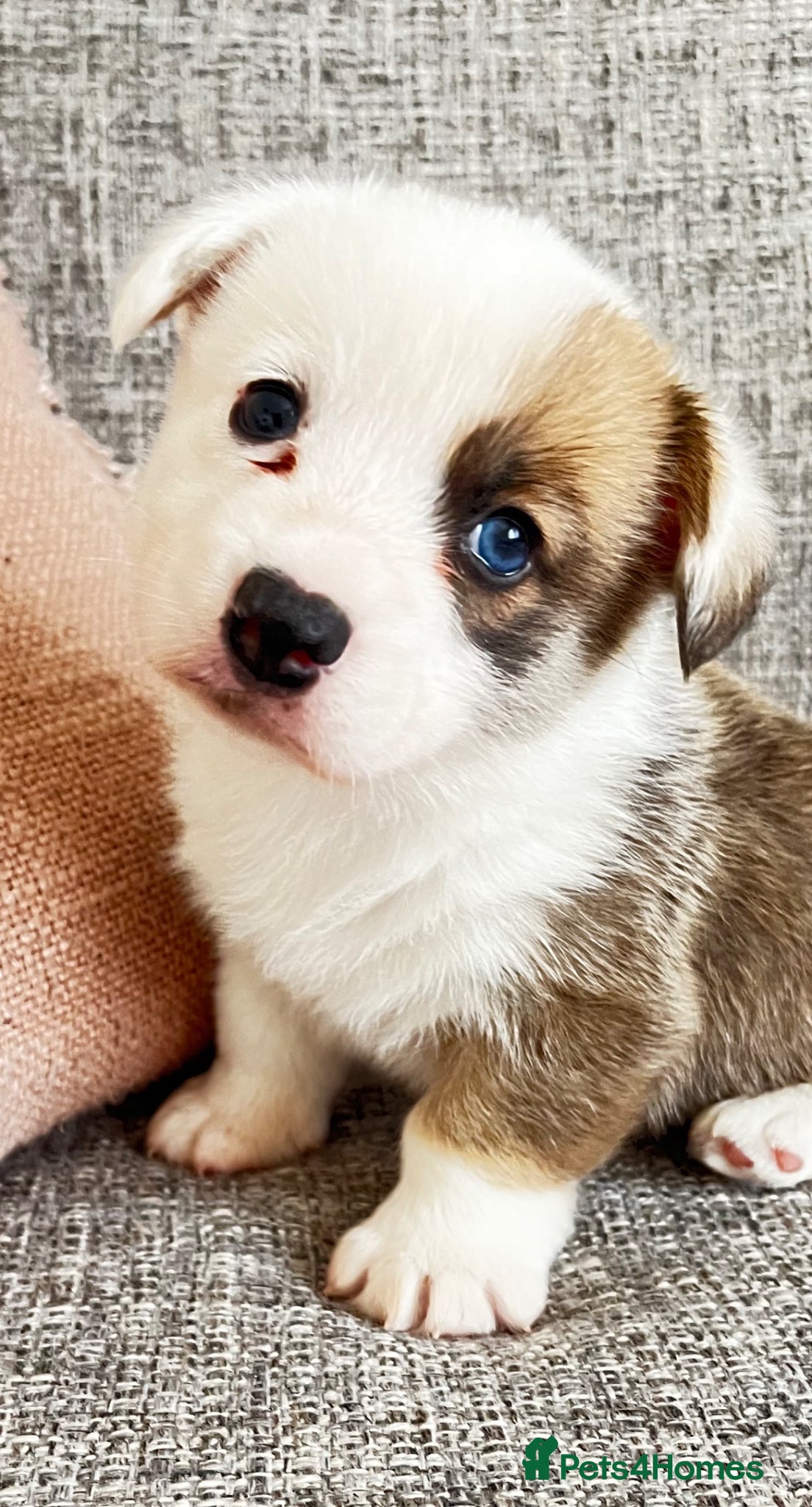 Mixed Breed dogs Adorable Corgi Pups - Advert 17