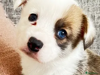 Mixed Breed dogs Adorable Corgi Pups - Advert 17