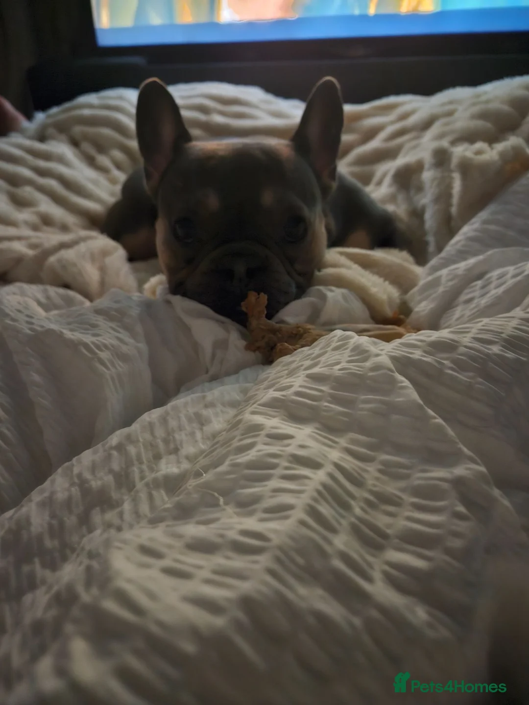 French Bulldog dogs for sale: Primrose in Port Talbot - Advert 6