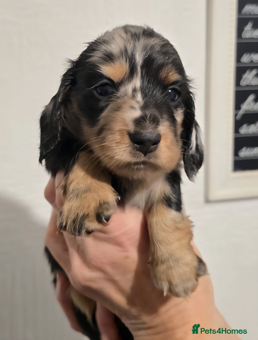 Miniature Dachshund dogs for sale: KC Reg. PRA Clear Long Haired Mini Dachshunds  - Advert 17