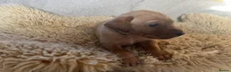 Labrador Retriever dogs for sale: Outstanding litter of yellow/fox red labradors - Advert 19