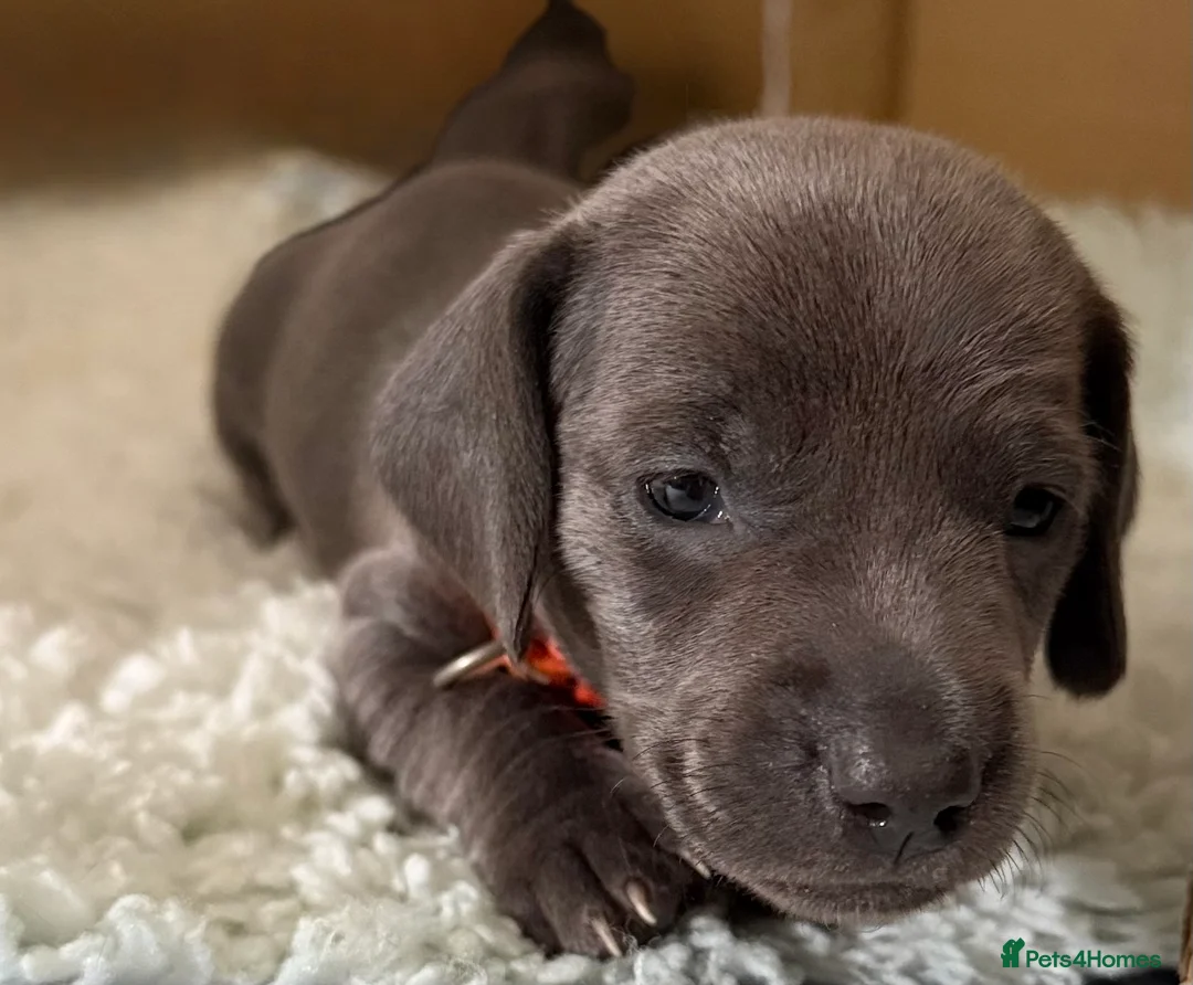 Miniature Dachshund dogs for sale: Rare Solid Colour PRA Clear KC Mini Dachshund Pups - Advert 39