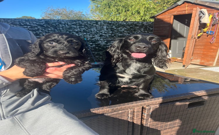 Cockapoo dogs - Advert 1
