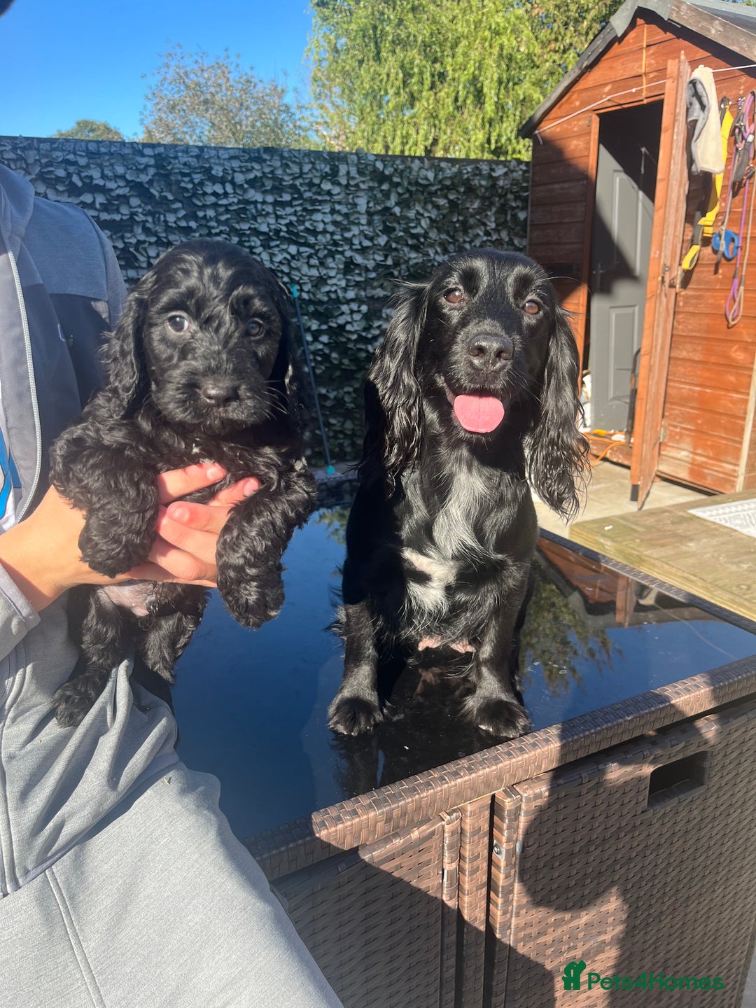 Cockapoo dogs for sale: Cockapoo - Image 1