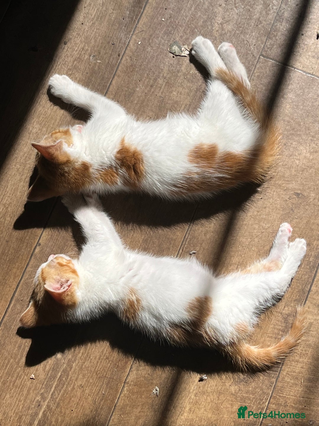 Mixed Breed cats for sale: Mixed litter  - Image 11