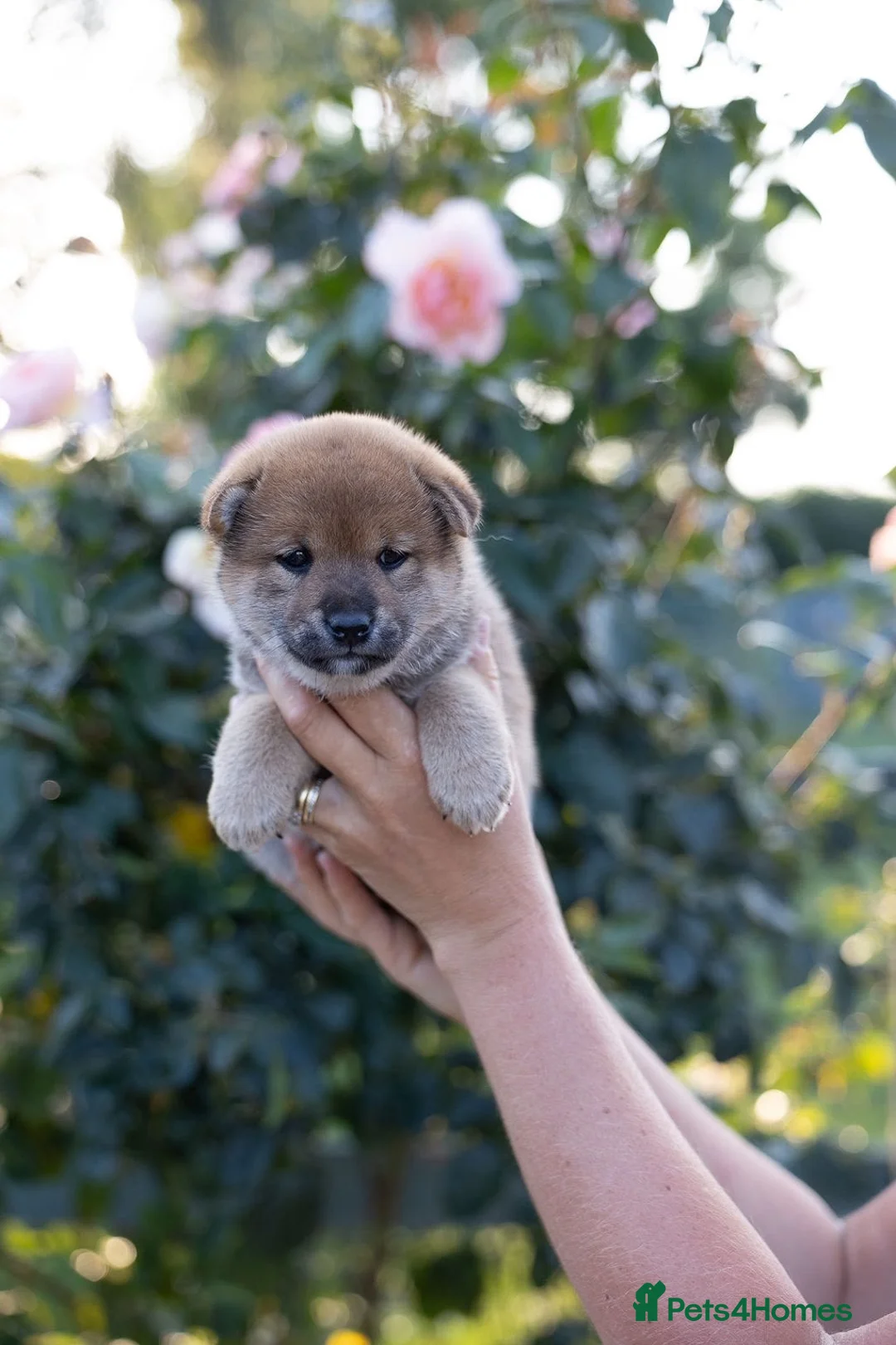 Japanese Shiba Inu dogs for sale: Stunning Shiba Inu pups KC registered - Advert 2