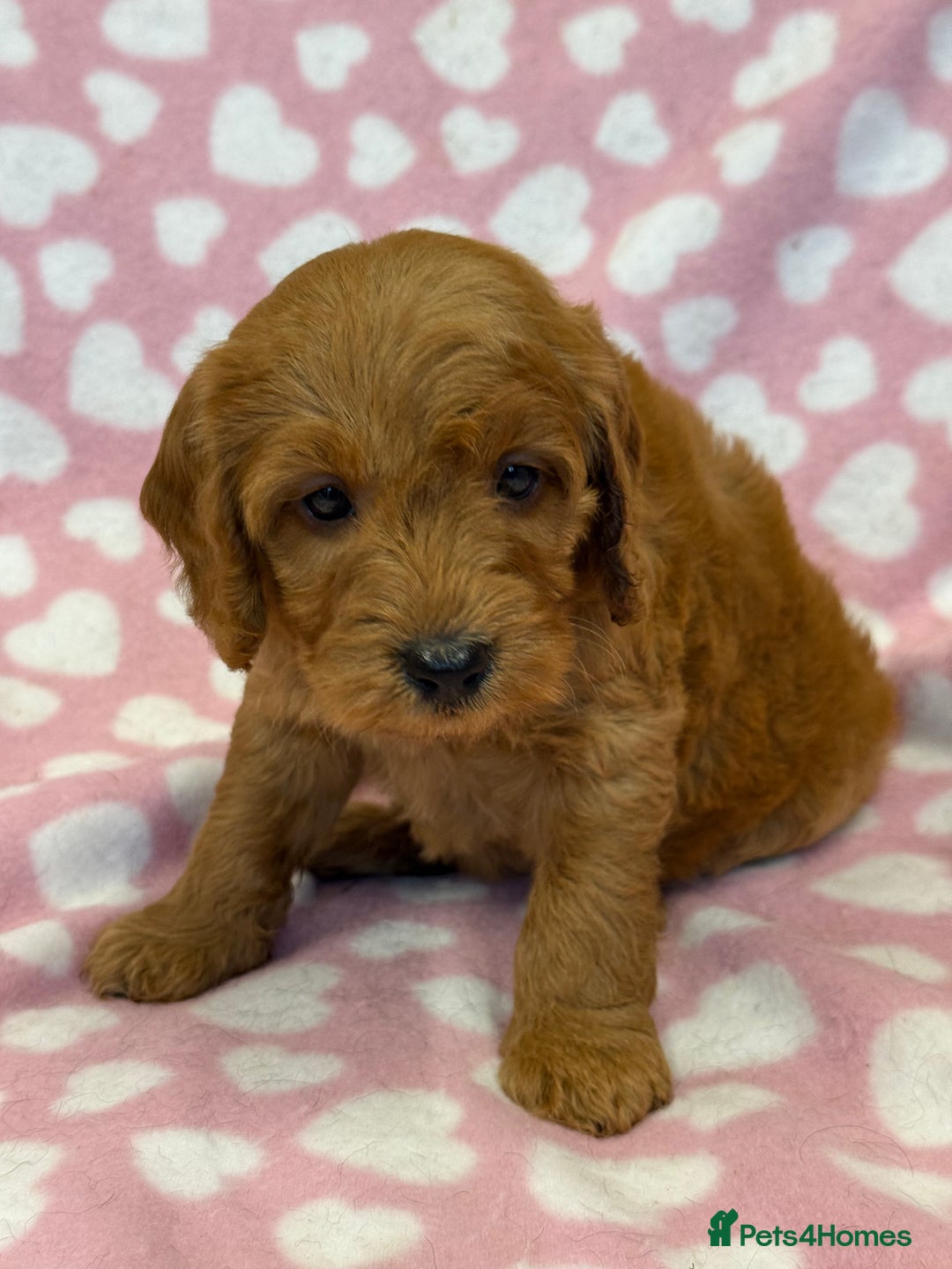 Cockapoo dogs for sale: Cockapoos F1B puppies  - Advert 13