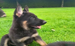 German Shepherd dogs for sale: Beautiful Male & Female German Shepherd Puppies - Image 3