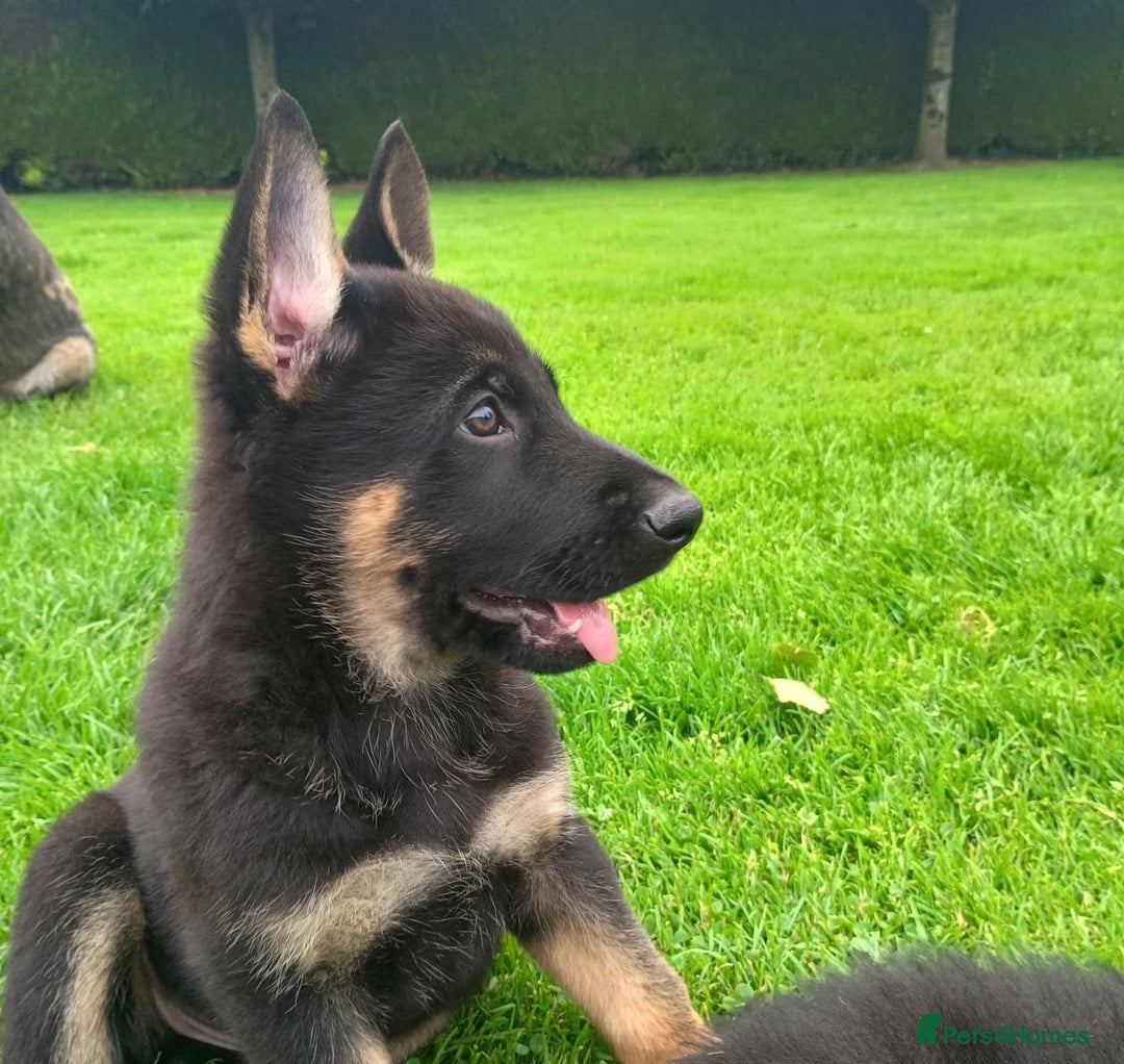 German Shepherd dogs for sale: Beautiful Male & Female German Shepherd Puppies - Image 3