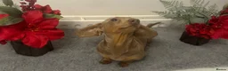 Miniature Dachshund dogs for stud: Flynn our Isabella & tan mini Daschound  - Advert 3