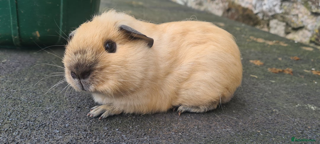 Guinea Pig rodents for sale: Californian baby male guinea pigs - Image 4