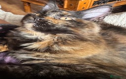Maine Coon cats for sale: Adorable Maine Coon kitten remaining in Wallington - Image 5