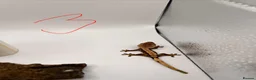 Gecko reptiles for sale: Crested and chahouas geckos - Advert 22
