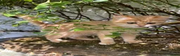 British Shorthair cats for sale: Golden, Golden Colourpoint & Silver Tipped - Advert 13