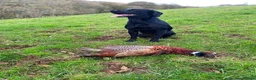 Labrador Retriever dogs for sale: Lovely Litter of KC Registered Labrador Puppies  in Castle Douglas - Advert 2