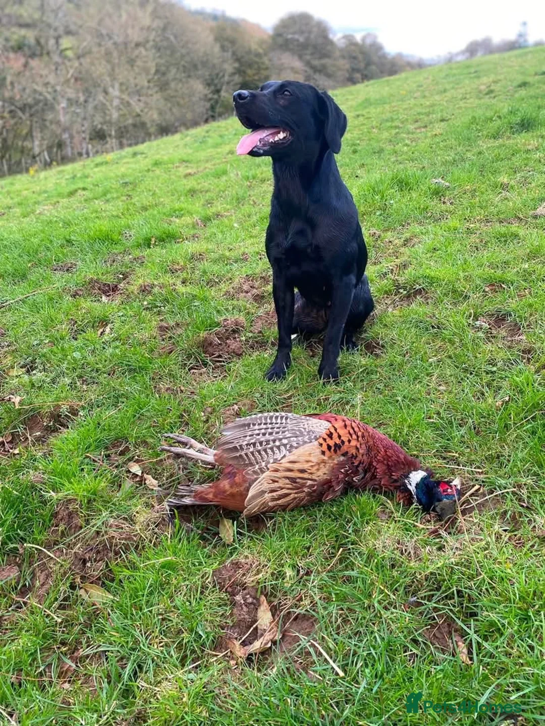 Labrador Retriever dogs for sale: Lovely Litter of KC Registered Labrador Puppies  in Castle Douglas - Advert 2