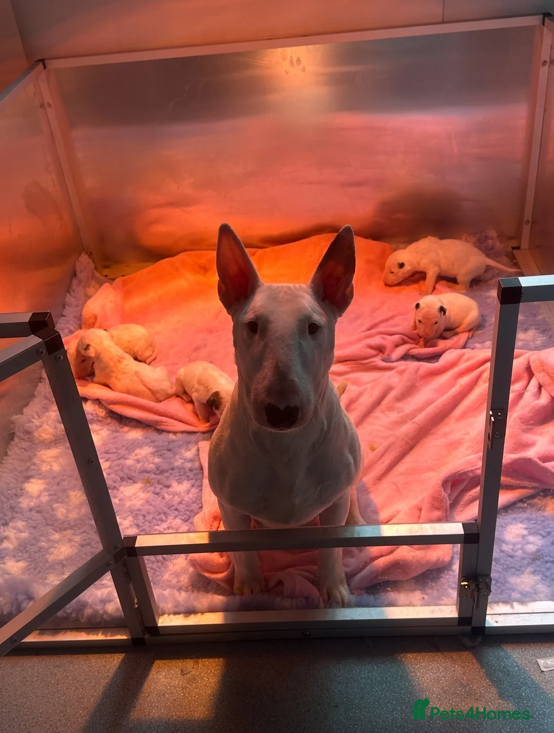 English Bull Terrier dogs for sale: Stunning English bull terrier puppies for sale  - Advert 20