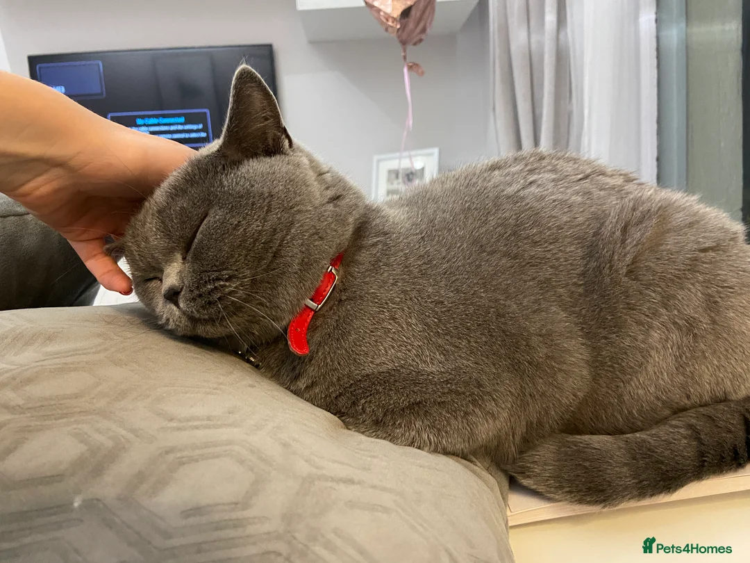 British Shorthair cats for sale: British shorthair cat - Advert 1