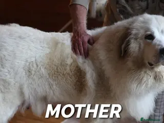 Pyrenean Mountain Dog dogs Adorable Puppies, Looking For Forever Homes! - Advert 1